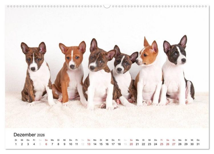 Produktbild: Bezaubernde Basenji-Welpen (Wandkalender 2026 DIN A2 quer), CALVENDO Monatskalender