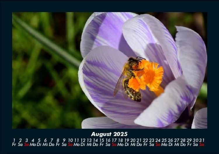 Produktbild: Bienen 2025 Fotokalender DIN A5