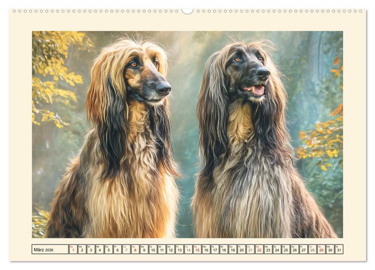 Produktbild: Afghanischer Windhund. Eleganter Sichtj&auml;ger und sensibler Couch-Potatoe (Wandkalender 2026 DIN A2 quer), CALVENDO Monatskalender