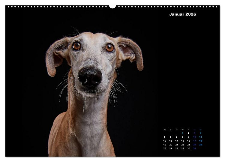 Produktbild: Die Stimme der Windhunde (hochwertiger Premium Wandkalender 2026 DIN A2 quer), Kunstdruck in Hochglanz