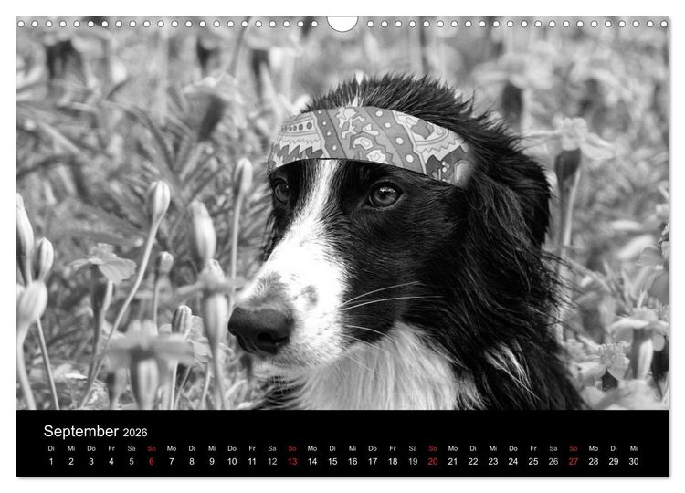 Produktbild: H&uuml;tehunde (Wandkalender 2026 DIN A3 quer), CALVENDO Monatskalender