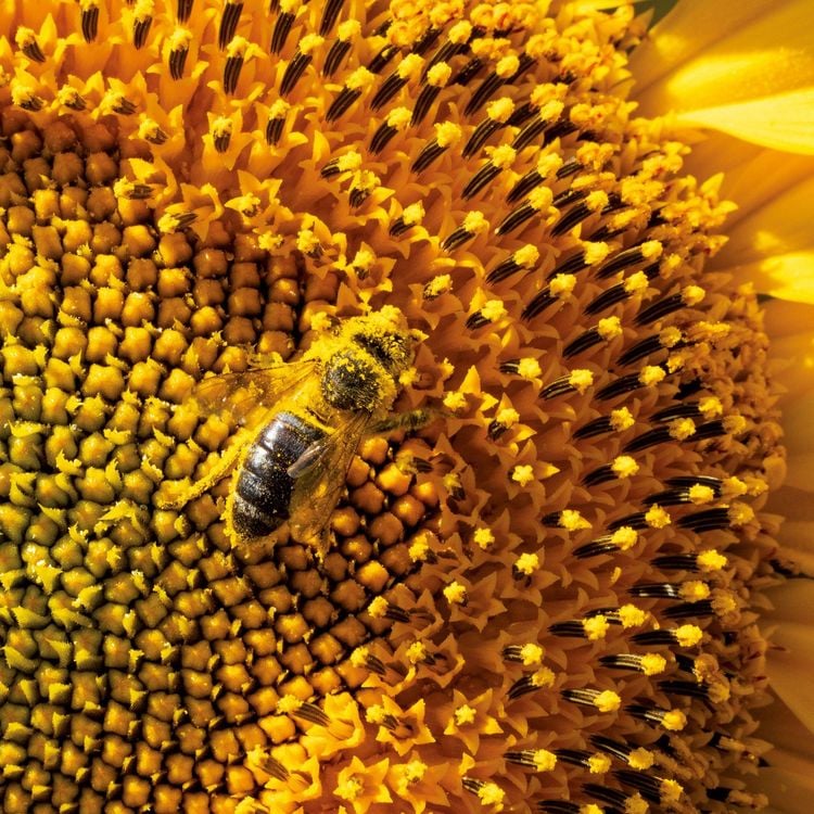 Produktbild: Bienen / Bees 2027