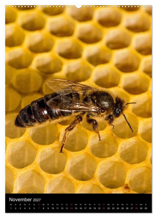 Produktbild: Bienenkalender (Wandkalender 2027 DIN A2 hoch), CALVENDO Monatskalender