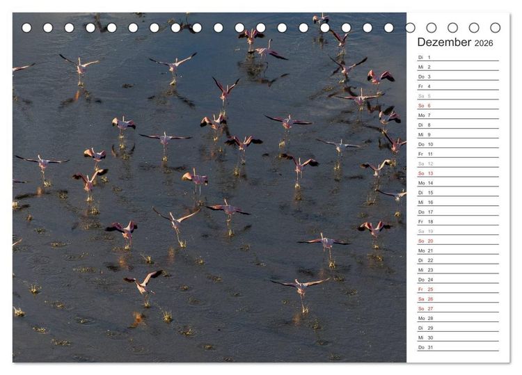 Produktbild: Flamingo Impressionen 2026 (Tischkalender 2026 DIN A5 quer), CALVENDO Monatskalender
