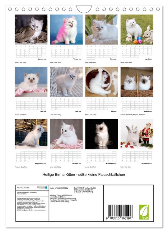 Produktbild: Heilige Birma Kitten - s&uuml;&szlig;e kleine Flauschb&auml;llchen (Wandkalender 2026 DIN A4 hoch), CALVENDO Monatskalender