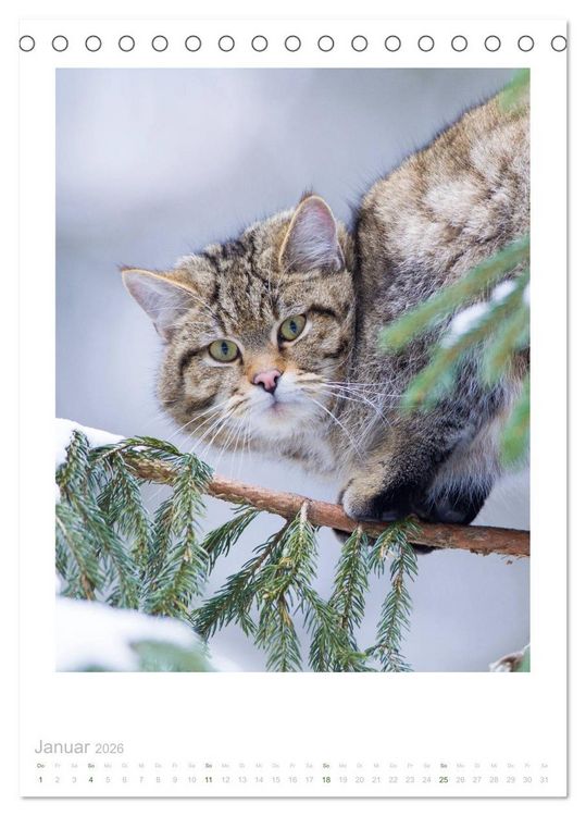 Produktbild: Wildkatzen - Kleine Samtpfoten des Waldes (Tischkalender 2026 DIN A5 hoch), CALVENDO Monatskalender