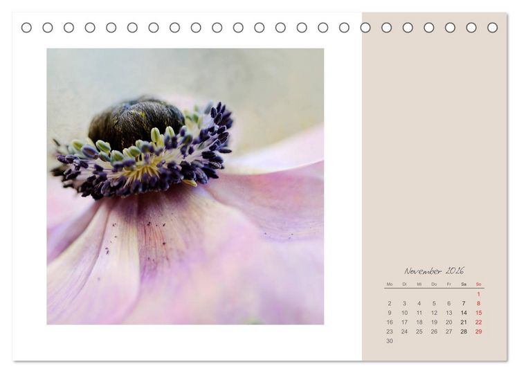 Produktbild: Bl&uuml;tentr&auml;ume (Tischkalender 2026 DIN A5 quer), CALVENDO Monatskalender