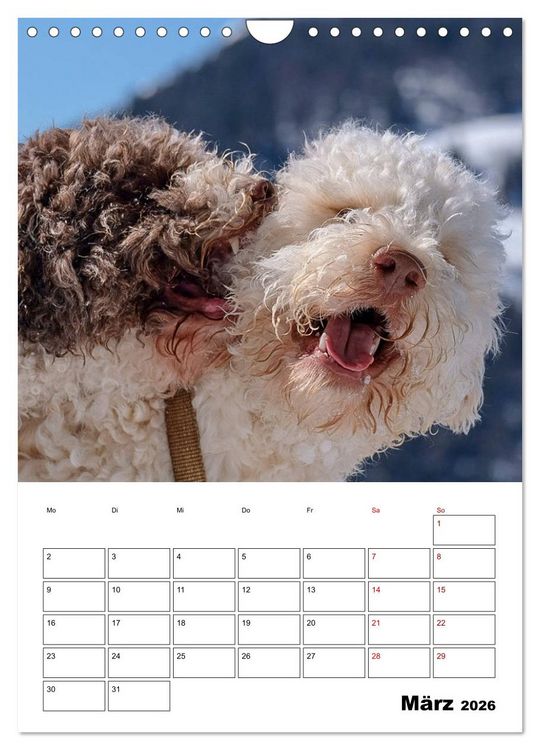 Produktbild: Lagotto Romagnolo - Lustige Zwerge (Wandkalender 2026 DIN A4 hoch), CALVENDO Monatskalender