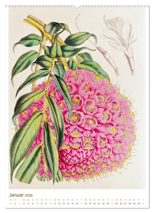 Produktbild: Bl&uuml;ten: Zeichnungen und Stiche aus dem 19. Jahrhundert (hochwertiger Premium Wandkalender 2026 DIN A2 hoch), Kunstdruck in Hochglanz