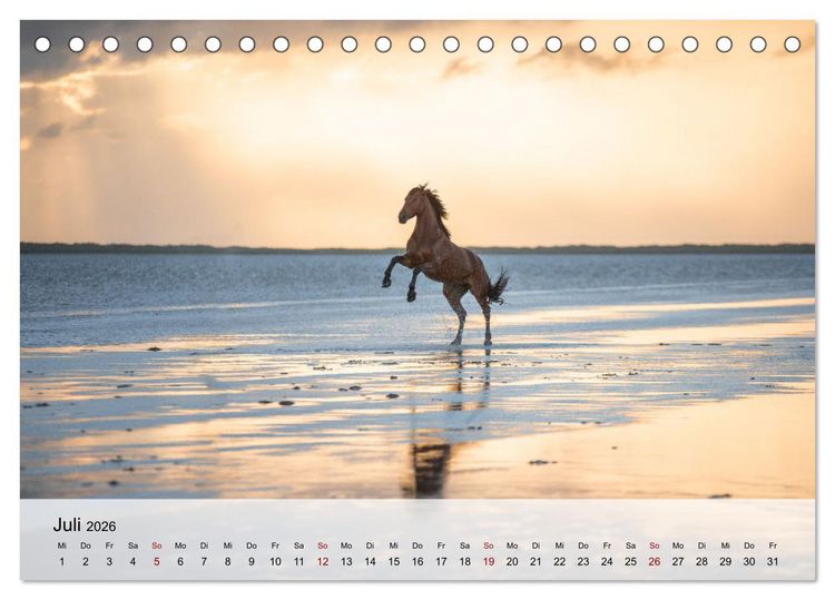 Produktbild: Pferde 2026 Kraft und Anmut (Tischkalender 2026 DIN A5 quer), CALVENDO Monatskalender