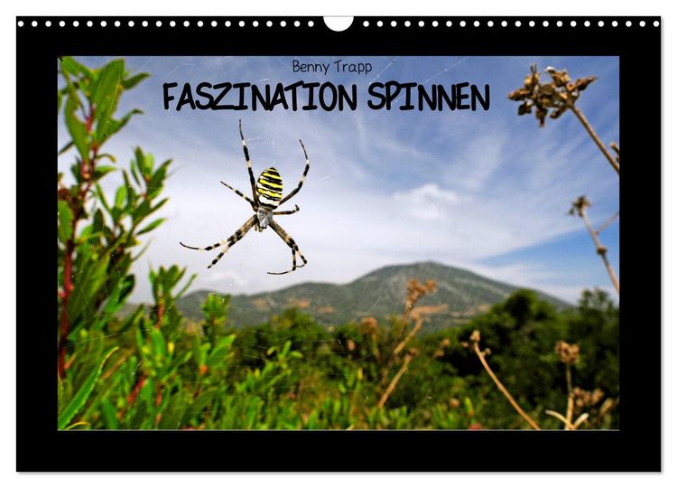 Produktbild: Faszination Spinnen (Wandkalender 2026 DIN A3 quer), CALVENDO Monatskalender