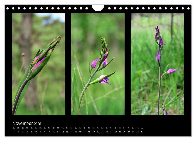 Produktbild: Heimische Orchideen im Dreierpack (Wandkalender 2026 DIN A4 quer), CALVENDO Monatskalender