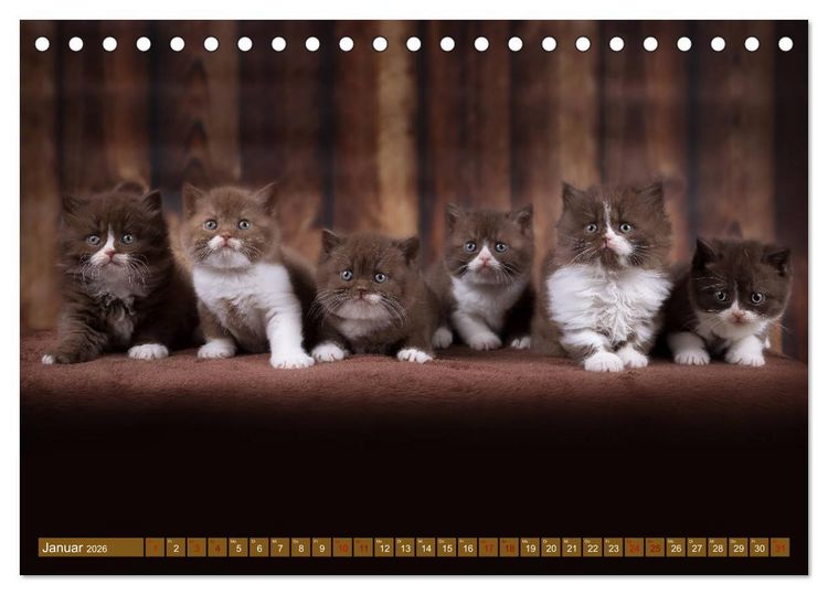 Produktbild: Katzenkinder - Britisch Kurzhaar (Tischkalender 2026 DIN A5 quer), CALVENDO Monatskalender