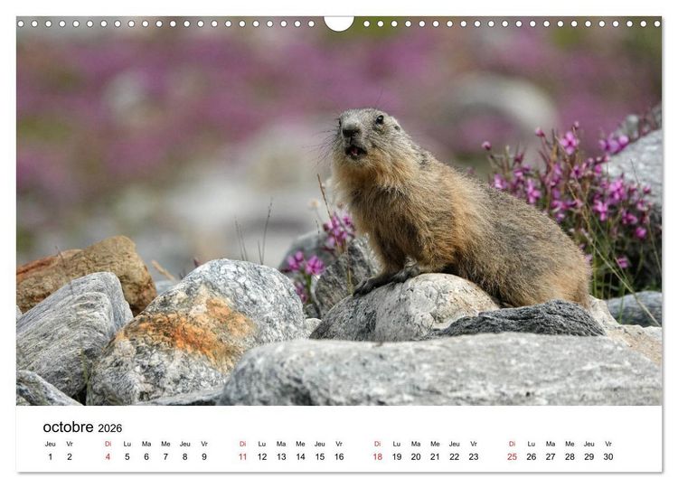 Produktbild: Le monde des marmottes en Haute Maurienne (Calendrier mural 2026 DIN A3 vertical), CALVENDO calendrier mensuel