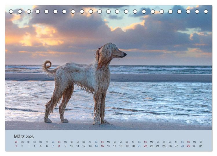 Produktbild: AFGHANISCHE WINDHUNDE 2026 (Tischkalender 2026 DIN A5 quer), CALVENDO Monatskalender