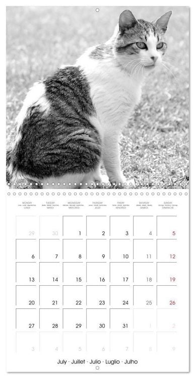 Produktbild: Black and white cat whispers (Wall Calendar 2026 12 &times; 12 Inch) CALVENDO 12 Month Wall Calendar