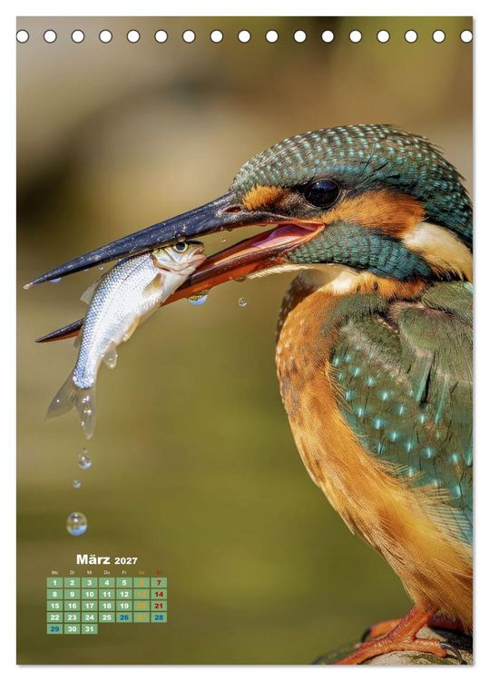 Produktbild: Bunte Eisv&ouml;gel (Tischkalender 2027 DIN A5 hoch), CALVENDO Monatskalender
