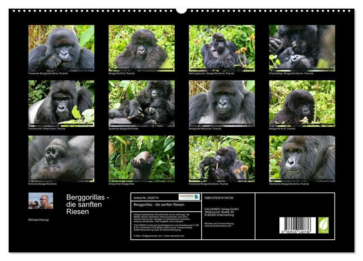 Produktbild: Berggorillas - die sanften Riesen (hochwertiger Premium Wandkalender 2026 DIN A2 quer), Kunstdruck in Hochglanz