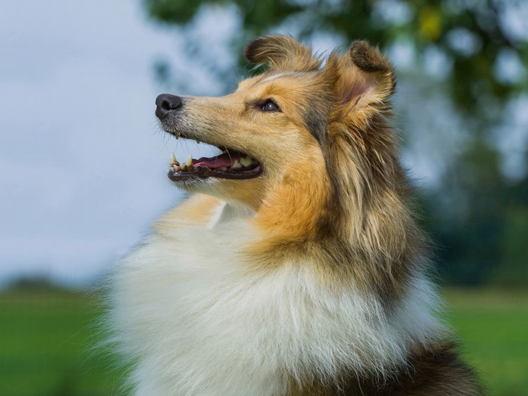 Produktbild: CALVENDO Puzzle Sheltie - Ein h&uuml;bsches M&auml;dchen 1000 Teile Lege-Gr&ouml;&szlig;e 64 x 48 cm Foto-Puzzle Bild von Sigrid Starick