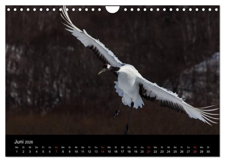Produktbild: Mandschurenkraniche (Wandkalender 2026 DIN A4 quer), CALVENDO Monatskalender