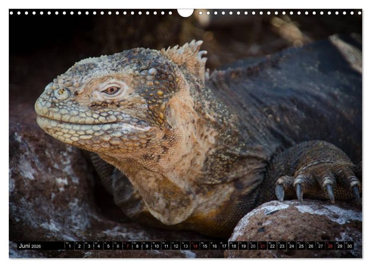 Produktbild: Leguane auf Galapagos (Wandkalender 2026 DIN A3 quer), CALVENDO Monatskalender
