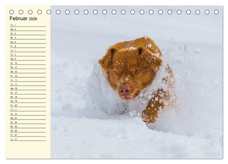 Produktbild: Toll, toll, Toller (Tischkalender 2026 DIN A5 quer), CALVENDO Monatskalender