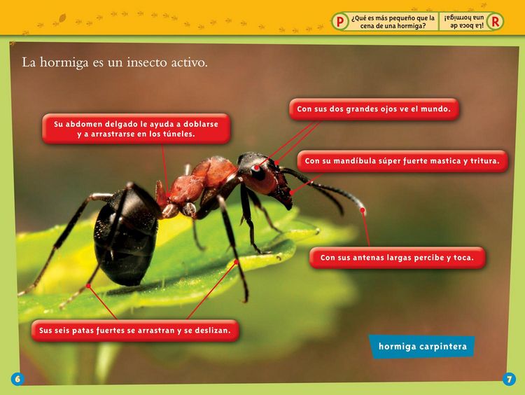 Produktbild: National Geographic Readers: Las Hormigas (L1)