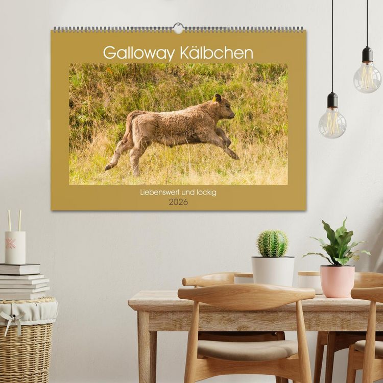 Produktbild: Galloway K&auml;lbchen - Liebenswert und lockig (Wandkalender 2026 DIN A2 quer), CALVENDO Monatskalender