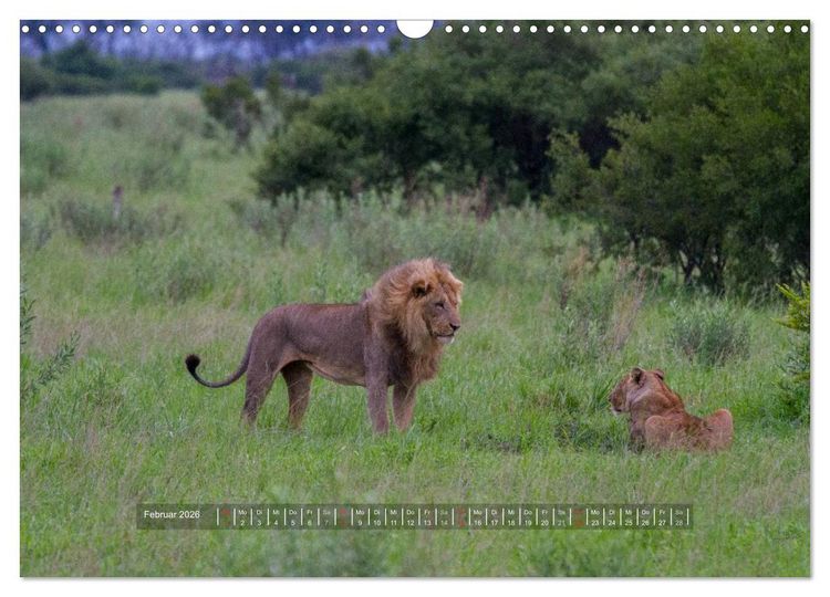Produktbild: Abenteuer Botswana Afrika - Adventure Botswana (Wandkalender 2026 DIN A3 quer), CALVENDO Monatskalender