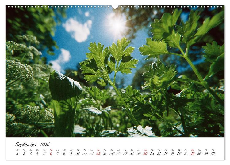 Produktbild: Gem&uuml;segarten - Gem&uuml;se aus dem eigenen Garten (Wandkalender 2026 DIN A2 quer), CALVENDO Monatskalender