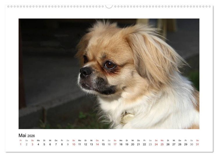 Produktbild: Tibet-Spaniel (Wandkalender 2026 DIN A2 quer), CALVENDO Monatskalender