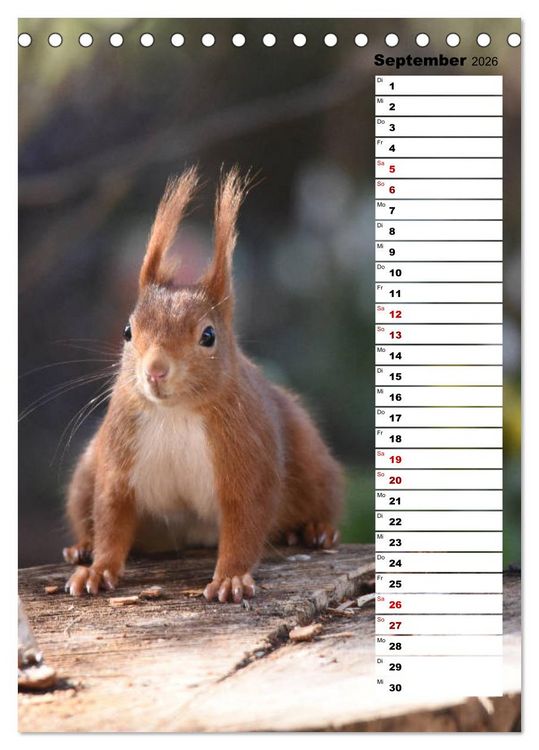 Produktbild: Eichh&ouml;rnchen - kleine Tiere, gro&szlig;e Liebe (Tischkalender 2026 DIN A5 hoch), CALVENDO Monatskalender