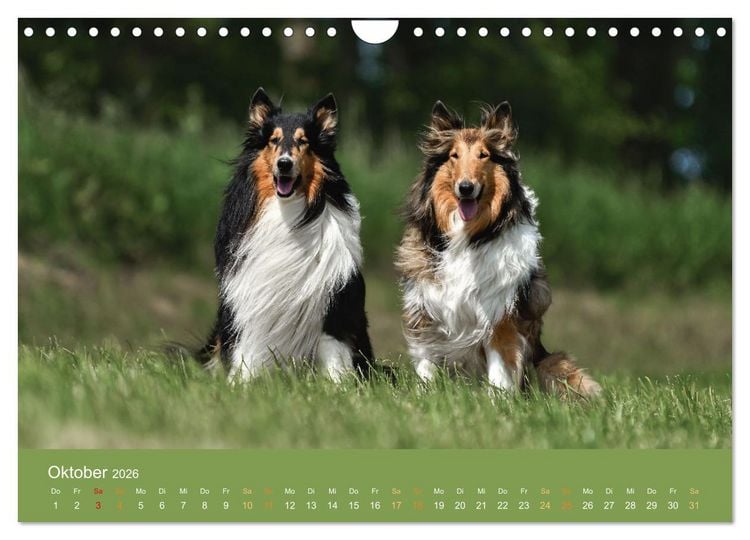Produktbild: Fantastische Collies - Sieger der Herzen (Wandkalender 2026 DIN A4 quer), CALVENDO Monatskalender