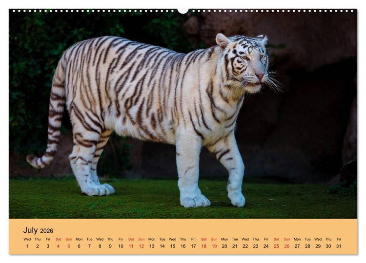 Produktbild: Just Bengal Tigers (High Quality Premium Wall Calendar 2026 DIN A2 landscape),CALVENDO 12 Month Wall Calendar