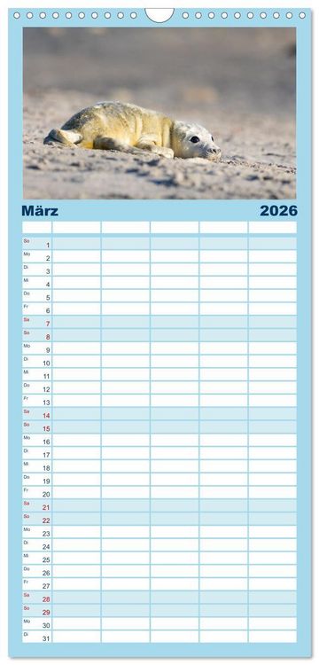 Produktbild: Familienplaner 2026 - Junge Kegelrobben mit 5 Spalten (Wandkalender, 21 x 45 cm) CALVENDO