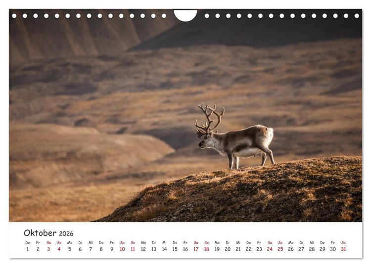 Produktbild: Rentiere (Wandkalender 2026 DIN A4 quer), CALVENDO Monatskalender