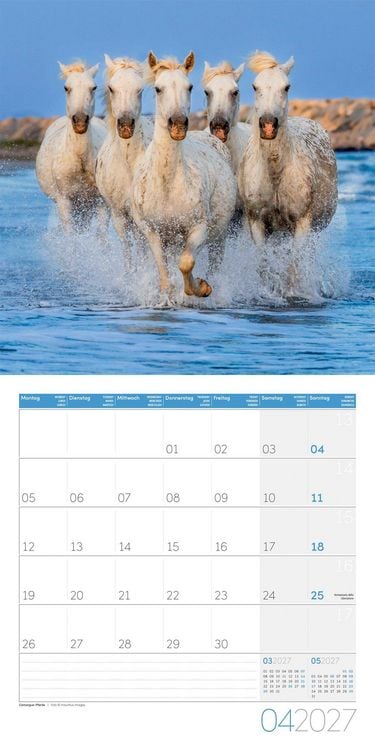 Produktbild: Pferde Kalender 2027 - 30x30 - Art12
