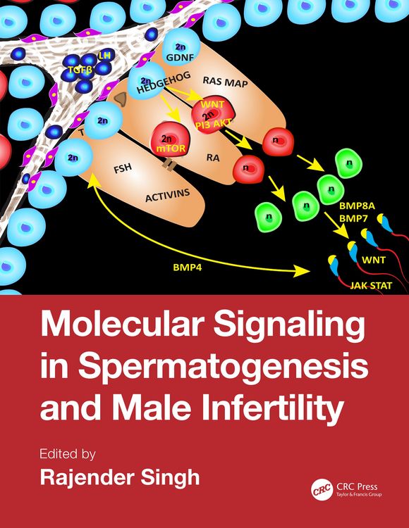 Produktbild: Molecular Signaling in Spermatogenesis and Male Infertility