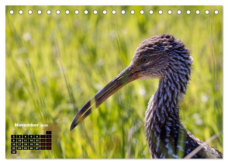 Produktbild: Floridas wunderbare Vogelwelt (Tischkalender 2026 DIN A5 quer), CALVENDO Monatskalender