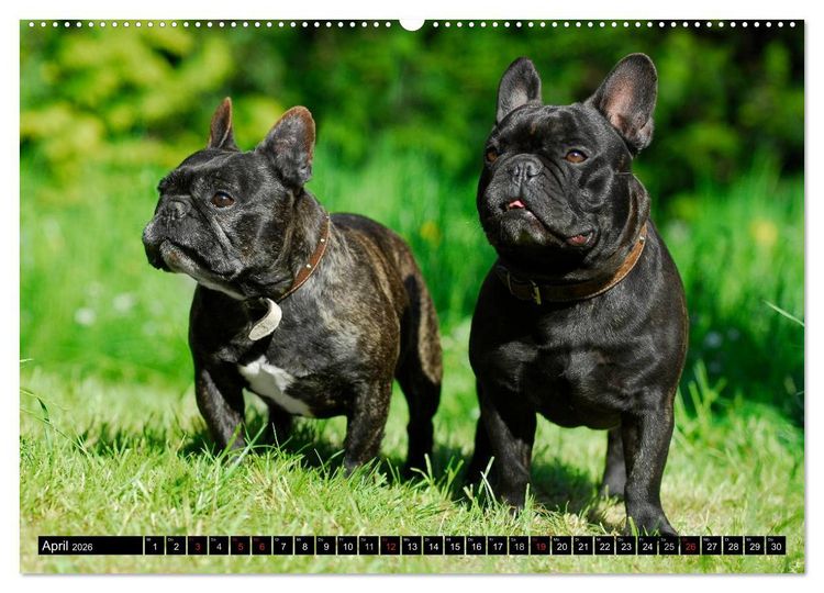 Produktbild: Franz&ouml;sische Bulldogge - Clown auf 4 Pfoten (Wandkalender 2026 DIN A2 quer), CALVENDO Monatskalender