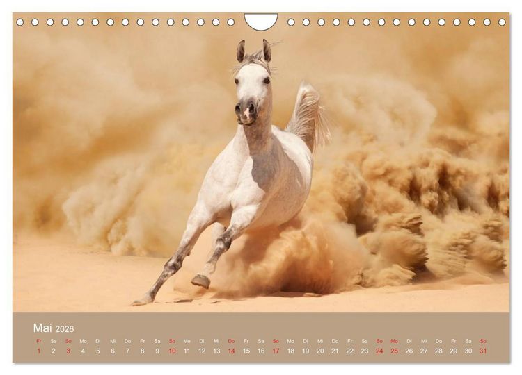 Produktbild: Pferde &bull; Araber im W&uuml;stensand (Wandkalender 2026 DIN A4 quer), CALVENDO Monatskalender