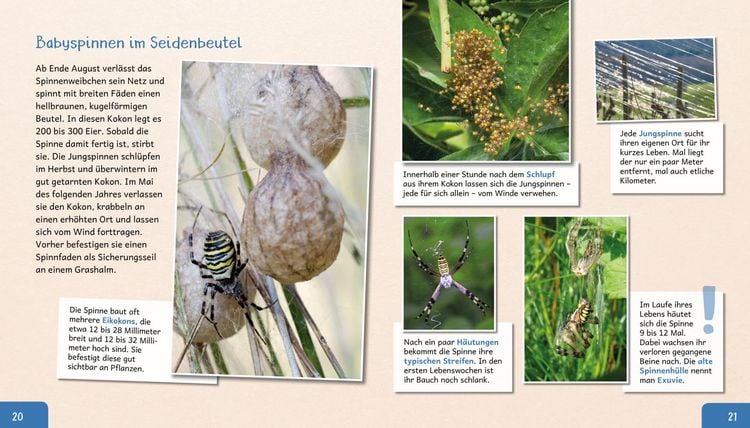 Produktbild: Meine gro&szlig;e Tierbibliothek: Die Spinne