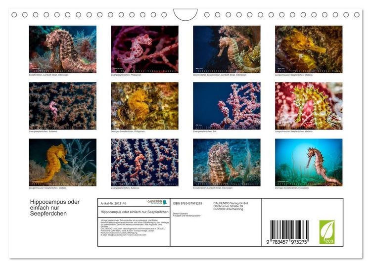 Produktbild: Hippocampus oder einfach nur Seepferdchen (Wandkalender 2026 DIN A4 quer), CALVENDO Monatskalender