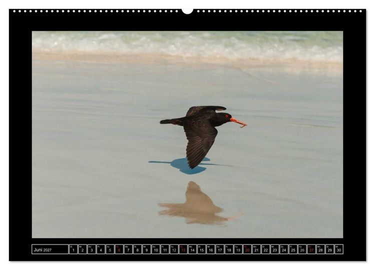 Produktbild: V&ouml;gel von "Down Under" Australien (Wandkalender 2027 DIN A2 quer), CALVENDO Monatskalender