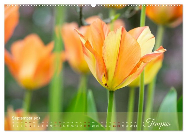 Produktbild: Tulipa et Verba &ndash; Tulpenbl&uuml;ten und stille W&ouml;rter (hochwertiger Premium Wandkalender 2027 DIN A2 quer), Kunstdruck in Hochglanz