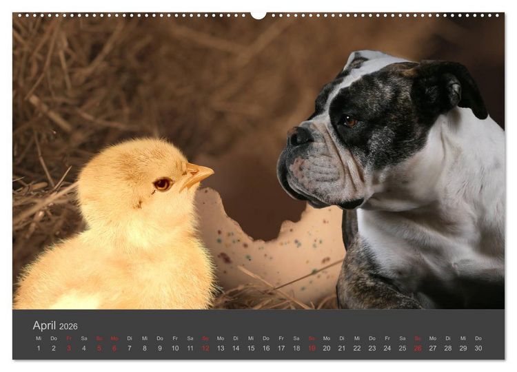 Produktbild: HUNDE LEBEN IST BUNT (Wandkalender 2026 DIN A2 quer), CALVENDO Monatskalender