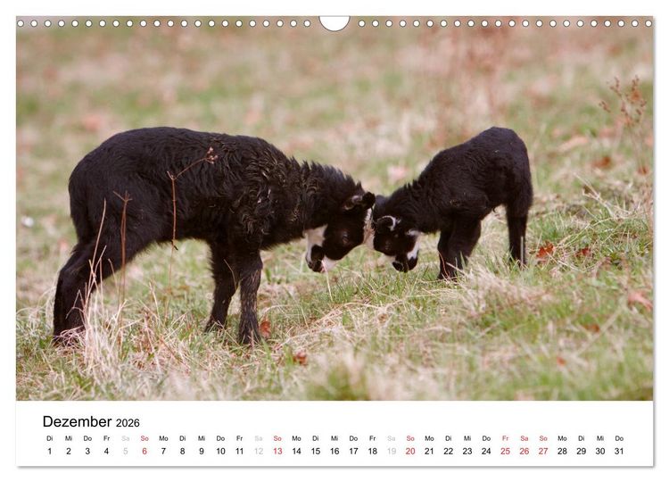 Produktbild: Bunte Welt des Bauernhofs (Wandkalender 2026 DIN A3 quer), CALVENDO Monatskalender
