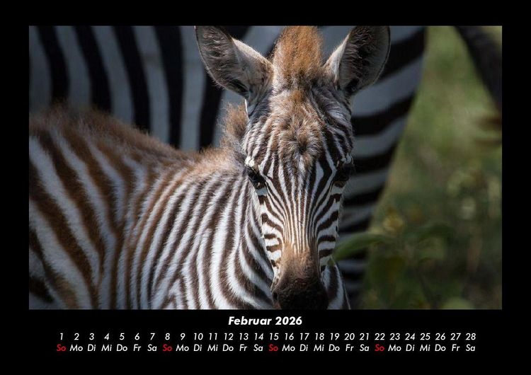 Produktbild: Welt der Tiere 2026 Fotokalender DIN A3