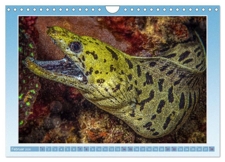 Produktbild: fisch portrait (Wandkalender 2026 DIN A4 quer), CALVENDO Monatskalender