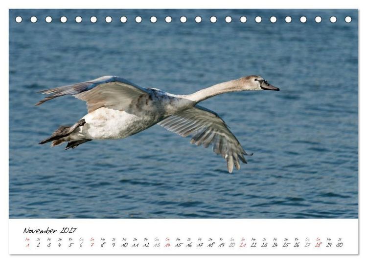 Produktbild: Vom K&uuml;ken zum Schwan (Tischkalender 2027 DIN A5 quer), CALVENDO Monatskalender